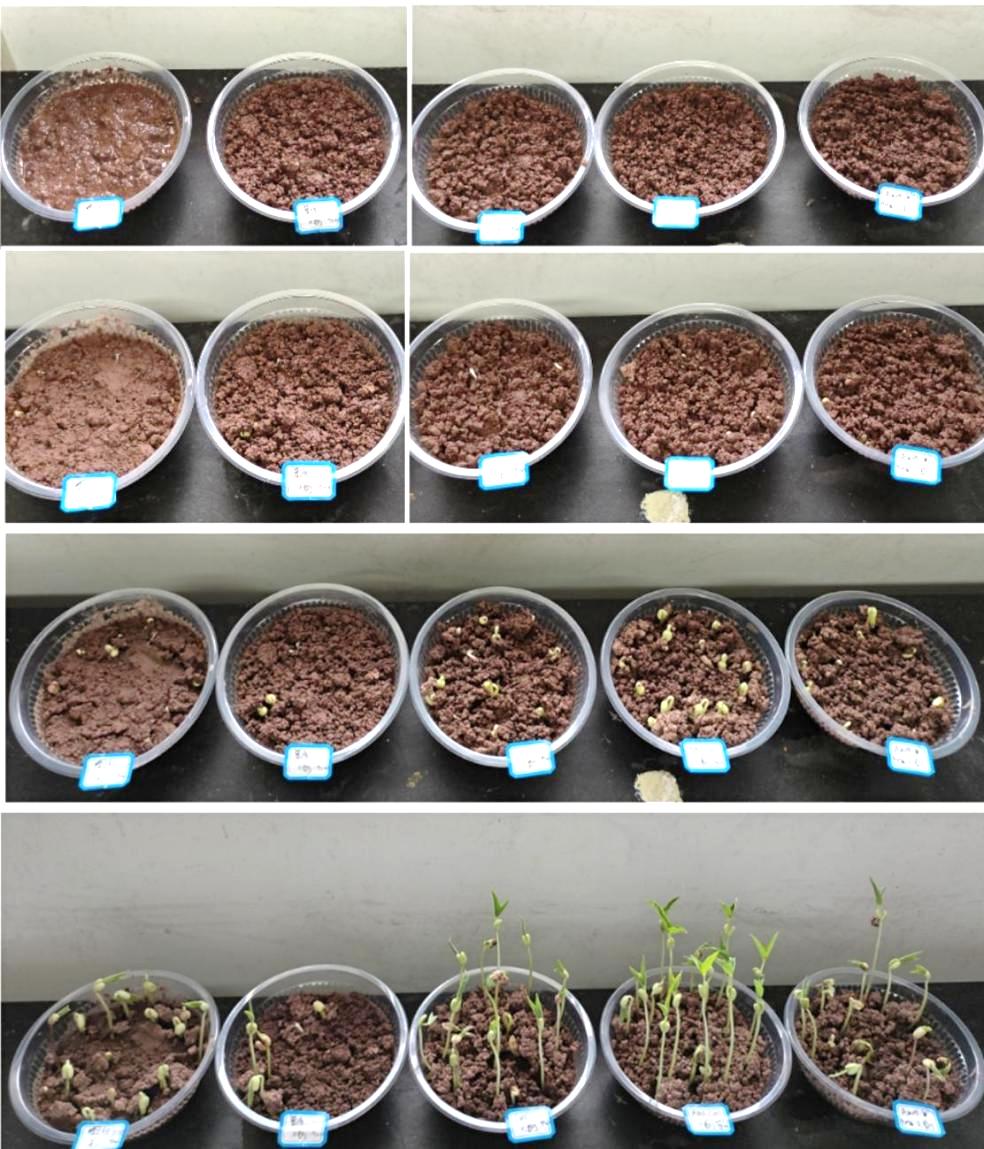 地上的食物中度可信度描述已自动生成 地上的食物中度可信度描述已自动生成